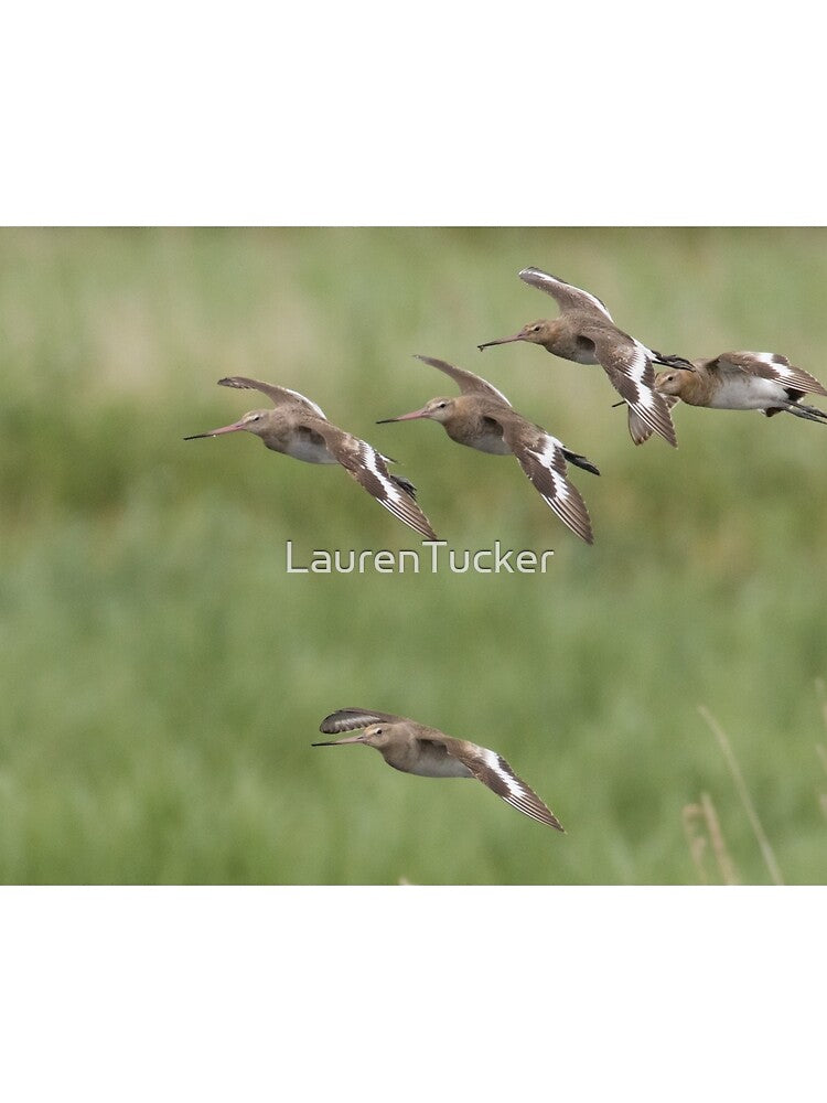 Black Tailed Godwit - Limosa limosa by LaurenTucker