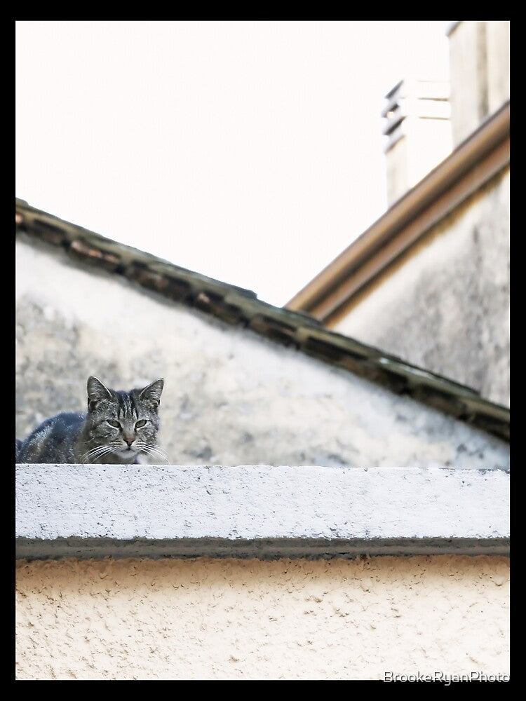 Cat on Roof in Earthtones by Brooke T Ryan Photographic Art