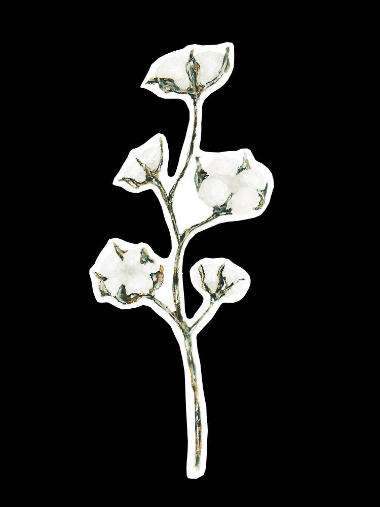 Watercolour Cotton Flowers / Cotton Plant by CaitlinCalling