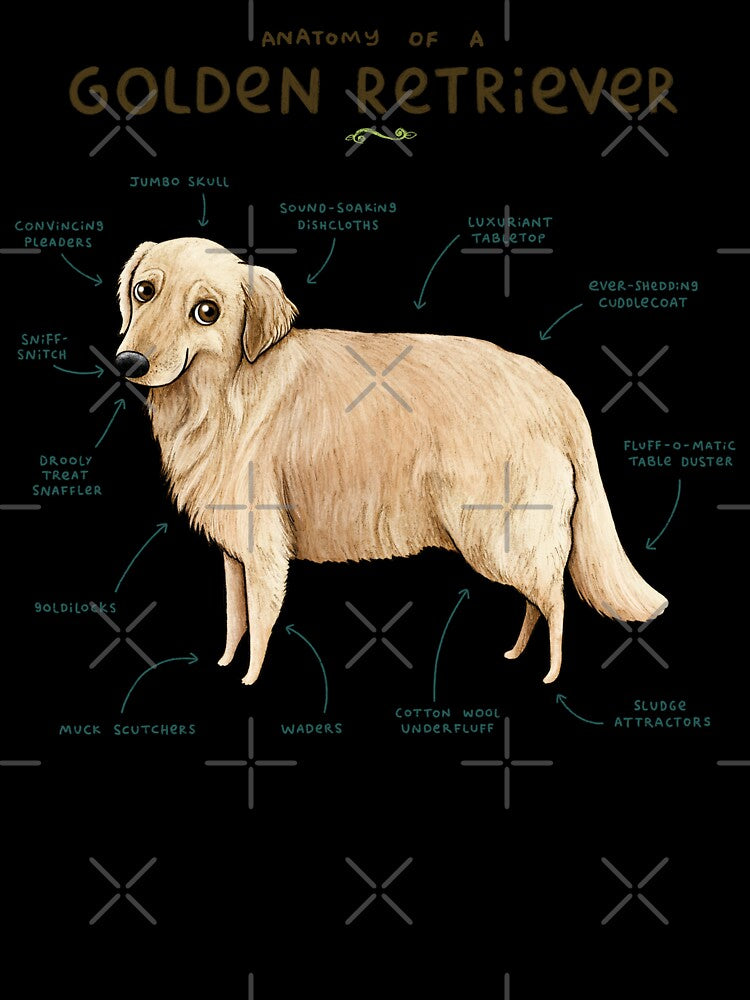 Anatomy of a Golden Retriever by SophieCorrigan