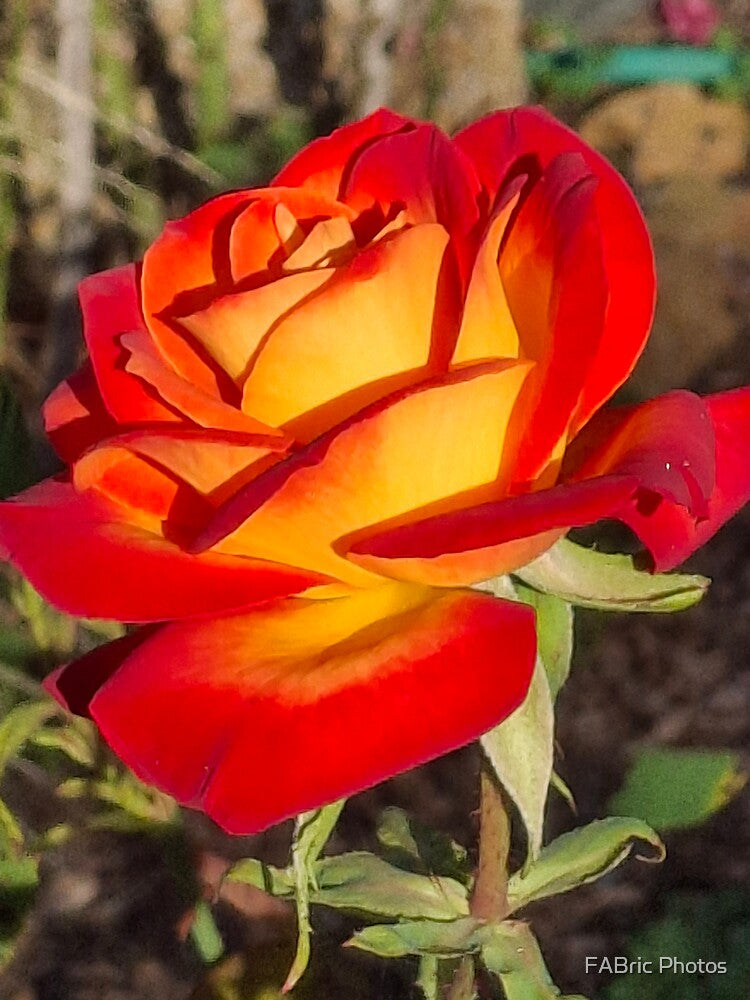 Stunning Rose by FABric Photos