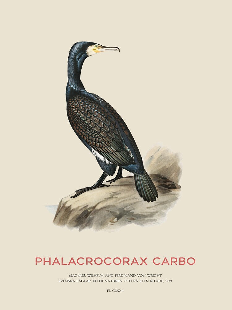 Great cormorant or Phalacrocorax carbo by Vintagrafica