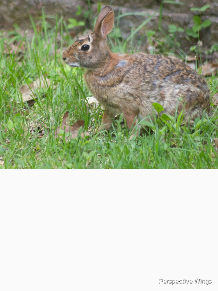 Cotton Tail in Front Yard by Perspective Wings