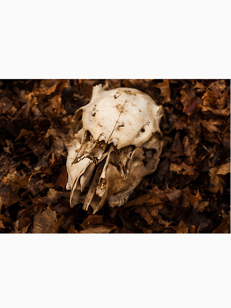 Animal Skull Autumn Leaves Macabre Nature by icbgllgpl
