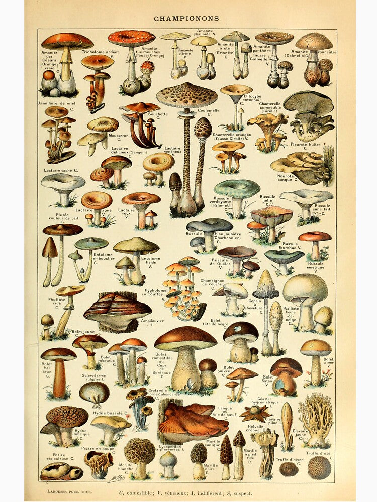 Vintage Mushroom Diagram by haychis
